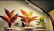 Growing Chinese Evergreen Indoor ? You need This | Grow Lights for indoor plants + Moisture Meter