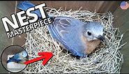 American Bluebird builds nest masterpiece