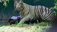Tiger Saving The Man It Killed In Delhi Zoo? A New Debate