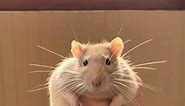 Rats 🐀 Why They Make Great Pets?