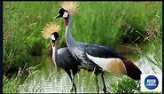 THE CRESTED CRANE - UGANDA'S NATIONAL EMBLEM