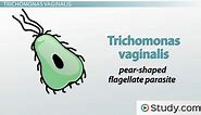 Trichomoniasis: Causes, Symptoms & Treatment