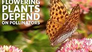 Why Protect Pollinators? | California Academy of Sciences