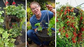 How to Grow Fruit & Vegetables in Hanging Baskets