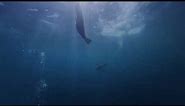 Aerial | Underwater | Cityscape | Landscape | Every Apple TV & Mac OS Sonoma Screensaver in 4k