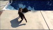 Cat Jumps Into Pool