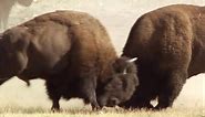 Bison Battle | Yellowstone | BBC Earth