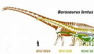 Paleontology News: Is Barosaurus Bigger Than Argentinosaurus?
