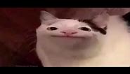 Smiling cat meme
