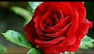 Beautiful Red Roses.Rose.Red Rose.Beautiful Red Roses vew.Beautiful Red Roses in the world.love