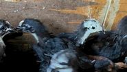 Lovely Chicks #heritagechickens #blackaustralorp #RhodeIsland #darkmahogany | Llarena Channel