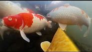 Rare footage of Japanese Koi fish under water 😲🎏