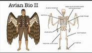 Worldbuilding | Avian-human Biology pt 2: Qyaalyon have a weird relationship with their wings