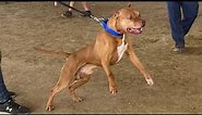 Best Gamebred APBT Show! Pit Bulls of the Rockies, Colorado, 2022
