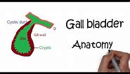 Anatomy of Gall Bladder: Gross anatomy, Composition, Structure, Vasculature, Innervation & Function