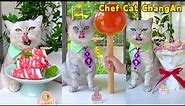 Chef Cat's Super Delicious Recipes Satisfy Your Imagination😻🍹| Cat Cooking Food | Cute And Funny Cat