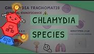 All You Need to Know About Chlamydia Species