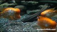 Monster Midas Cichlids Fighting - 18 inches - Amphilophus citrinellus