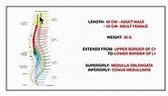 SPINAL CORD | ANATOMY | SIMPLIFIED