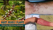 20 Most Deadly Plants That Can Kill Even Humans || Toxic Plants