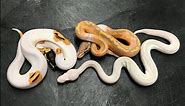 Piebald Ball Python combos and not just your typical white snake!