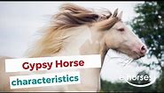 Gypsy horse | characteristics, origin & disciplines