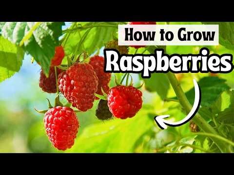 How to Grow Raspberries | Complete Guide
