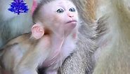 Super Funny So Gorgeous Baby Monkey Lip Smacking Talking With Auntie