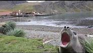 Seal Laughing