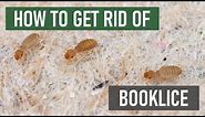 How to Get Rid of Booklice (Barklice, Psocids) [4 Easy Steps!]