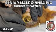 Rescued Male Senior with Chronic Guinea Pig Pocket Impaction. Boar Cleaning Footage and Info.