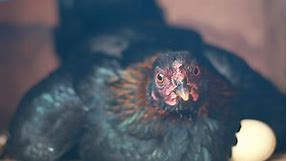 How To Hatch Eggs With A Broody Hen - The Happy Chicken Coop