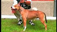 American Staffordshire Terrier - Pet Dog Documentary English