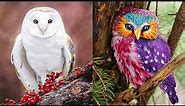 TOP 15 BEAUTIFUL Owl Species