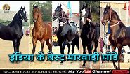 Marwari horse of best breed from India Marwari Horse