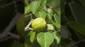 Little Apple Of Death Very Dangerous Fruite।।