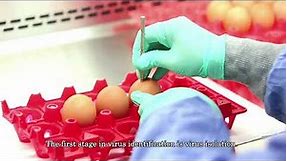 Fighting Avian Flu in Indonesia’s Poultry with IVM Online