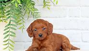 Mini Labradoodle Puppies For Sale - Greenfield Puppies