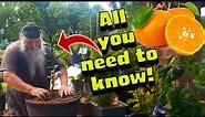 How to Plant a Mandarin Orange Tree in a Pot. Growing Tips & More.