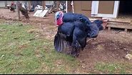 Dancing Turkey