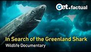 Greenland - Sharks of the Icy North | Wildlife Documentary