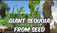 How To Grow Giant Redwood/Sequoia From Seed
