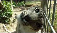 Snow leopard purr
