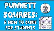 Punnett Squares: A Student How to Guide