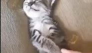 #cat #meme #funnyvideos #catlovers | YS Official