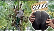 This Is The Most Expensive Coconut In The World | Why Is Coco De Mer Expensive?