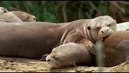 Giant Otters Sunbathing | Wildlife on One | BBC Earth