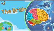 The Brain For Kids - How Does Brain Work? (Learning Videos For Kids)
