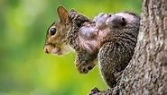 Squirrel With Warbles Lumps and Bumps From Bot Flies or Wolves