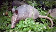 Cool Facts About Armadillos